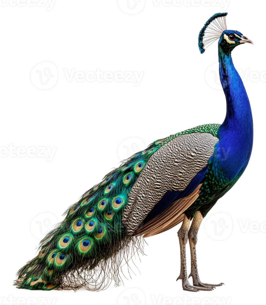 Peacock flaunting vibrant feathers, cut out - stock . png