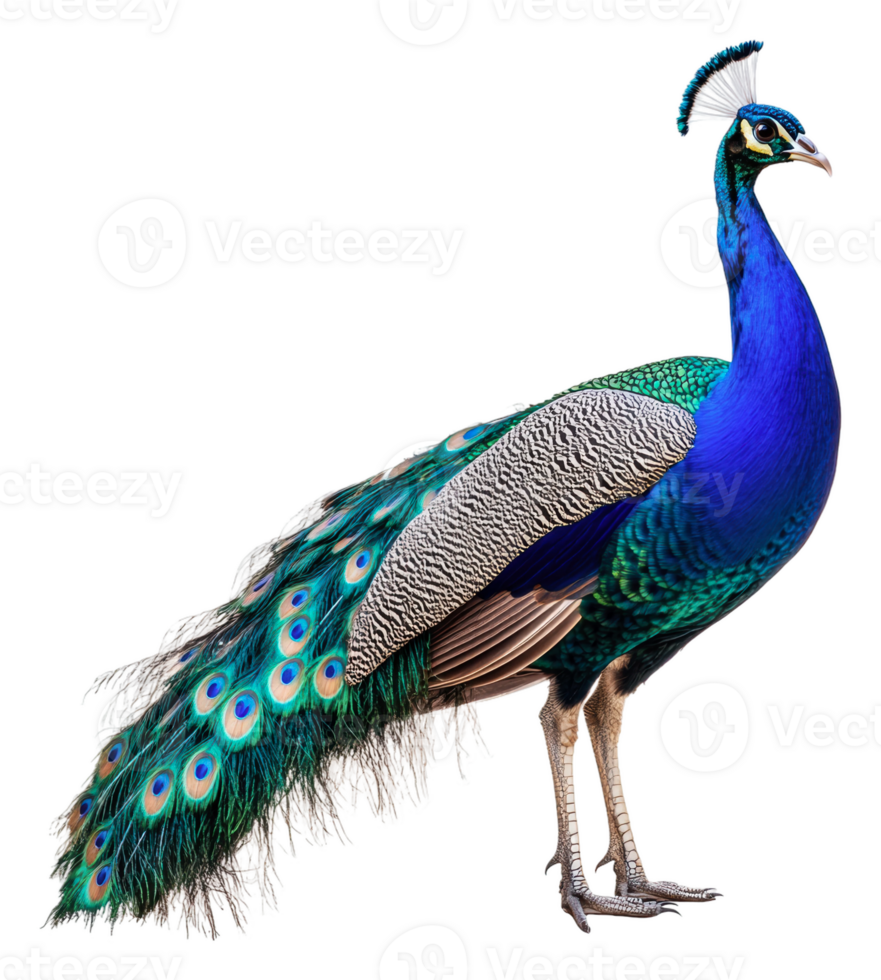 Colorful peacock displaying its feathers in nature, cut out - stock . png