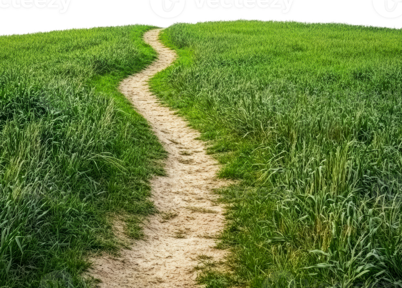 Winding dirt path through a lush green meadow, cut out - stock . png