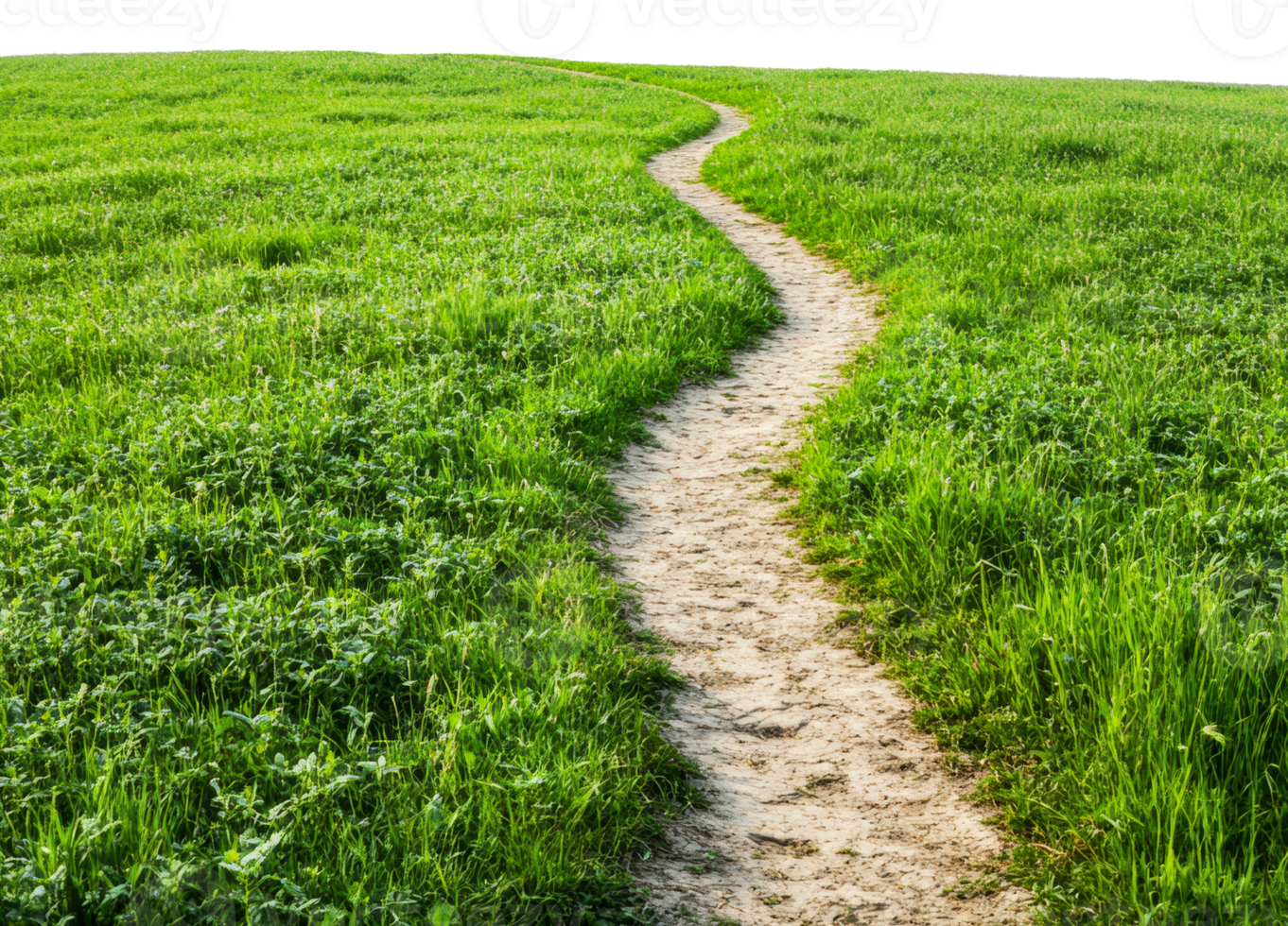 Winding path through lush green grass in daylight, cut out - stock . png