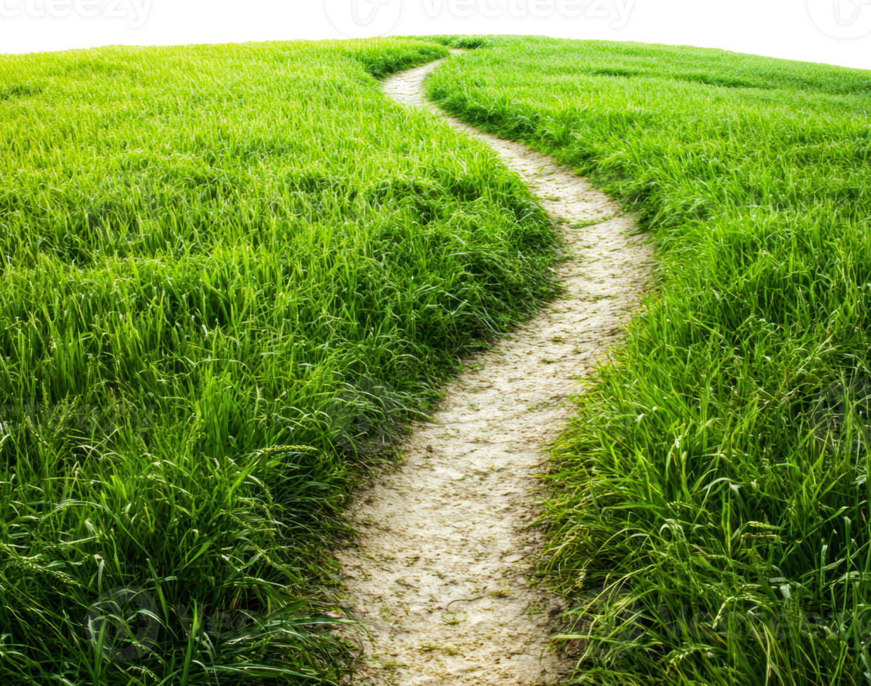 Walking path through lush green grass in daylight, cut out - stock . png