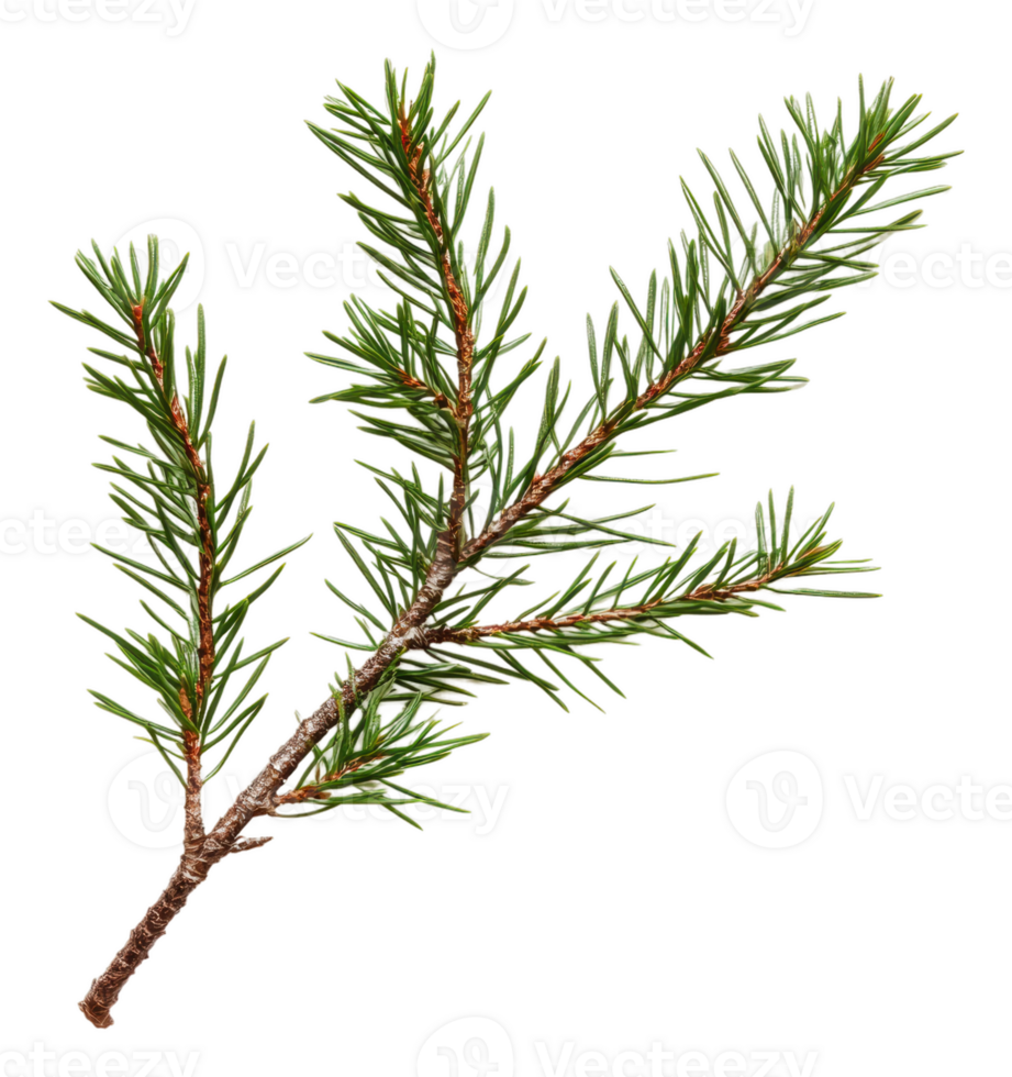 Autumn pine branch on white background, cut out - stock . png