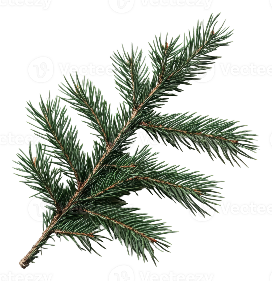 Green pine branch resting on a white background, cut out - stock . png