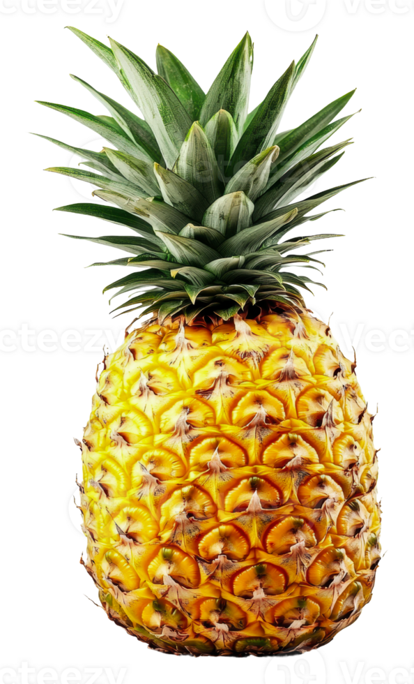 Fresh pineapple with vibrant green leaves on top, cut out - stock . png