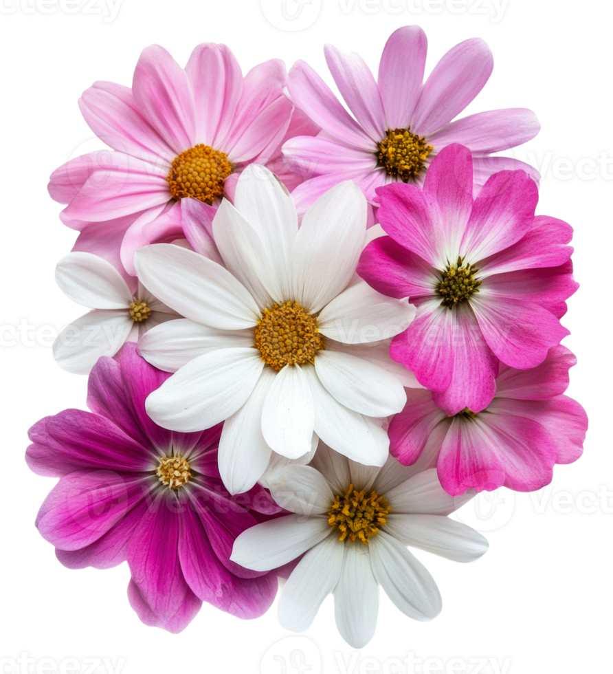 Spring flowers on white background, cut out - stock . png