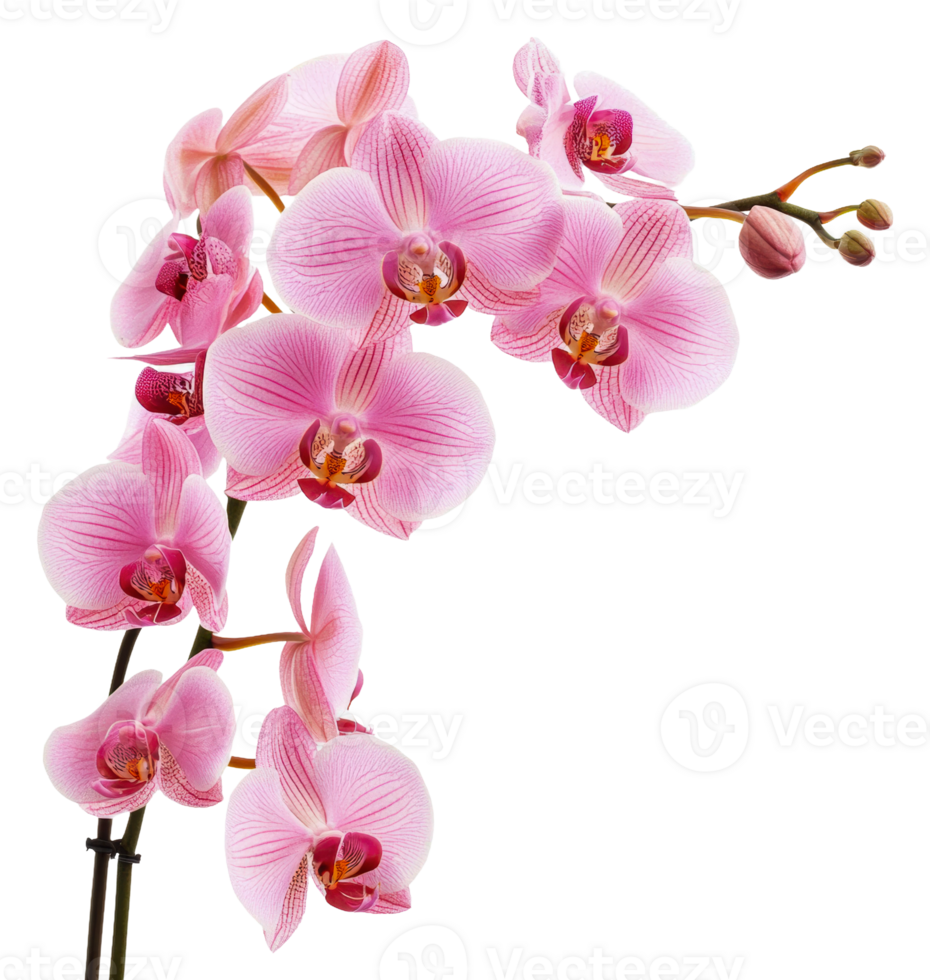 Pink orchids bloom indoors in sunlight, cut out - stock . png