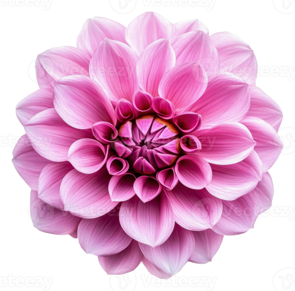 Beautiful pink dahlia blooms in full detail, cut out - stock . png