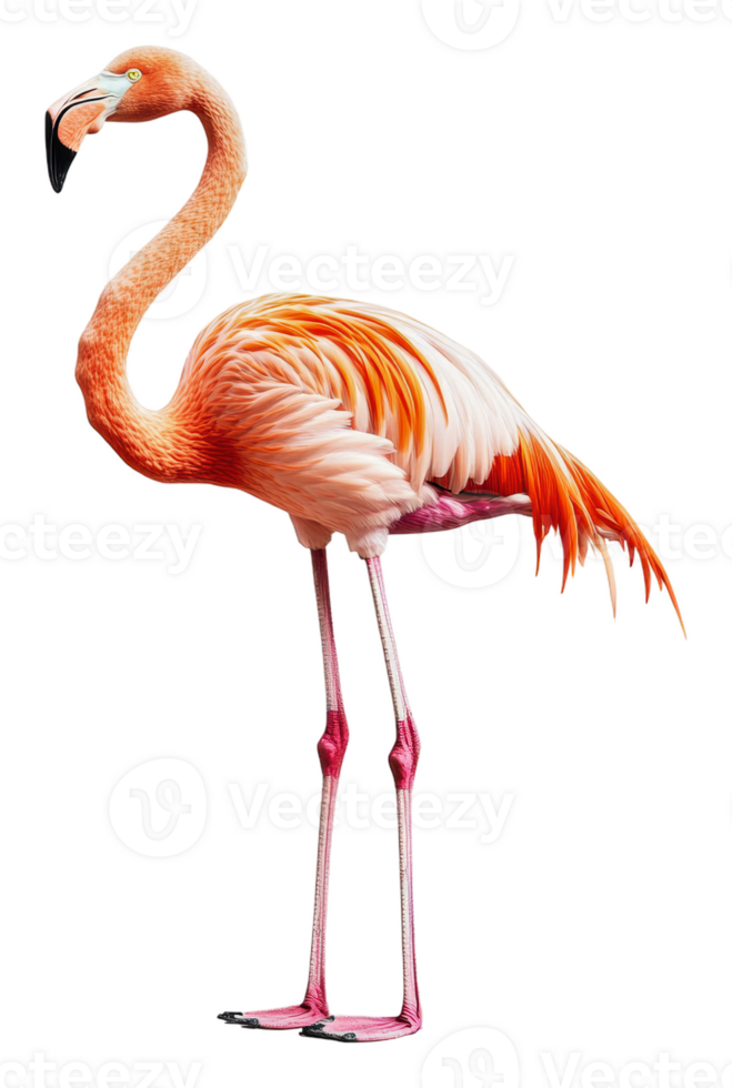 Pink flamingo standing tall in natural setting, cut out - stock . png