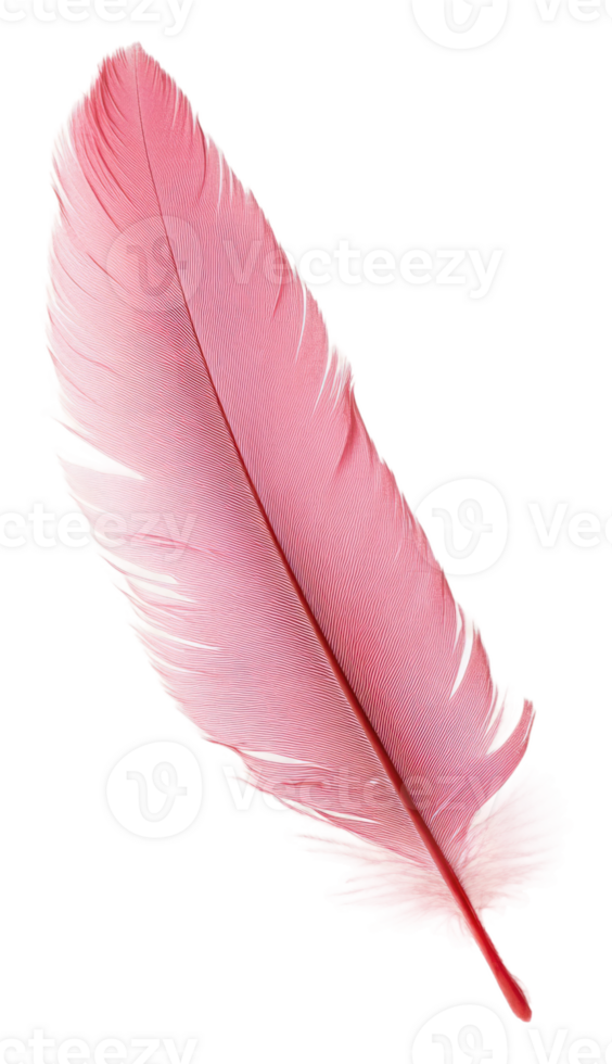 Vibrant red feather isolated on a white background, cut out - stock . png