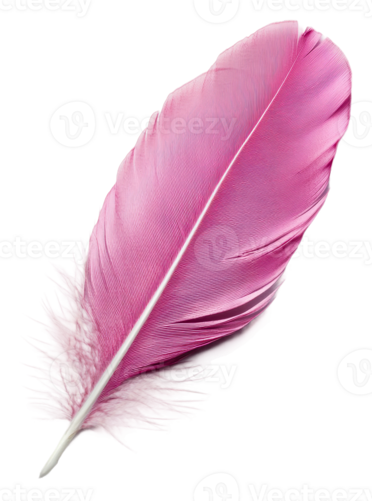 A vibrant pink feather against a white backdrop, cut out - stock . png