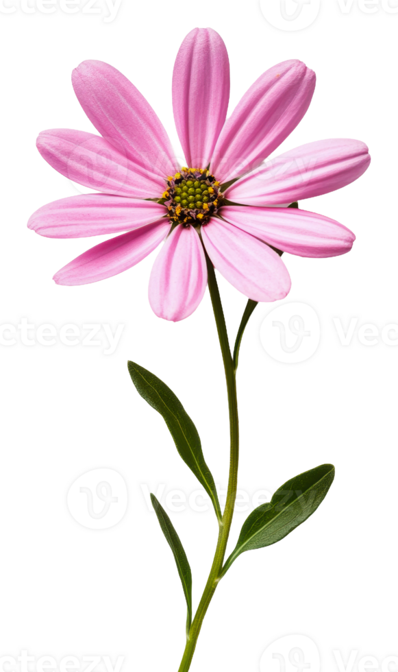 Beautiful pink flower on a simple white background, cut out - stock . png