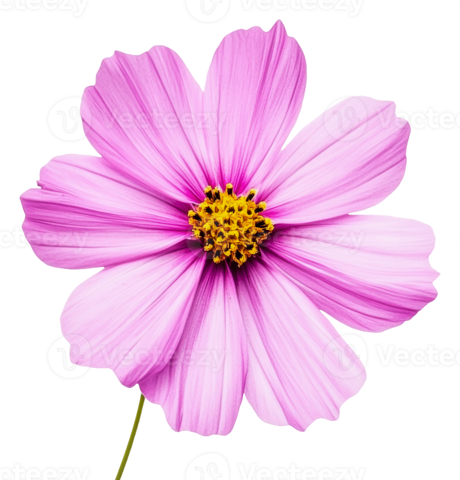 Pink cosmos flower on white backdrop, cut out - stock . png