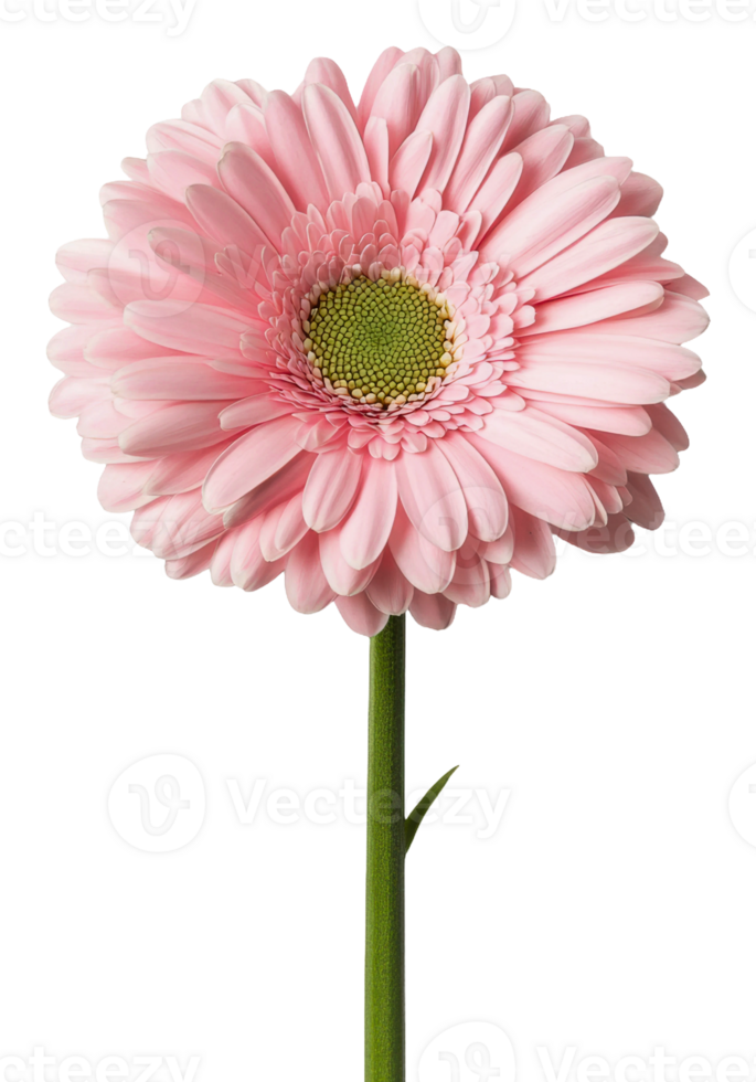 Delicate pink flower blooming in a sunny garden, cut out - stock . png