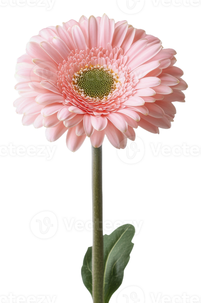 Pink gerbera daisy blooming in a bright setting, cut out - stock . png
