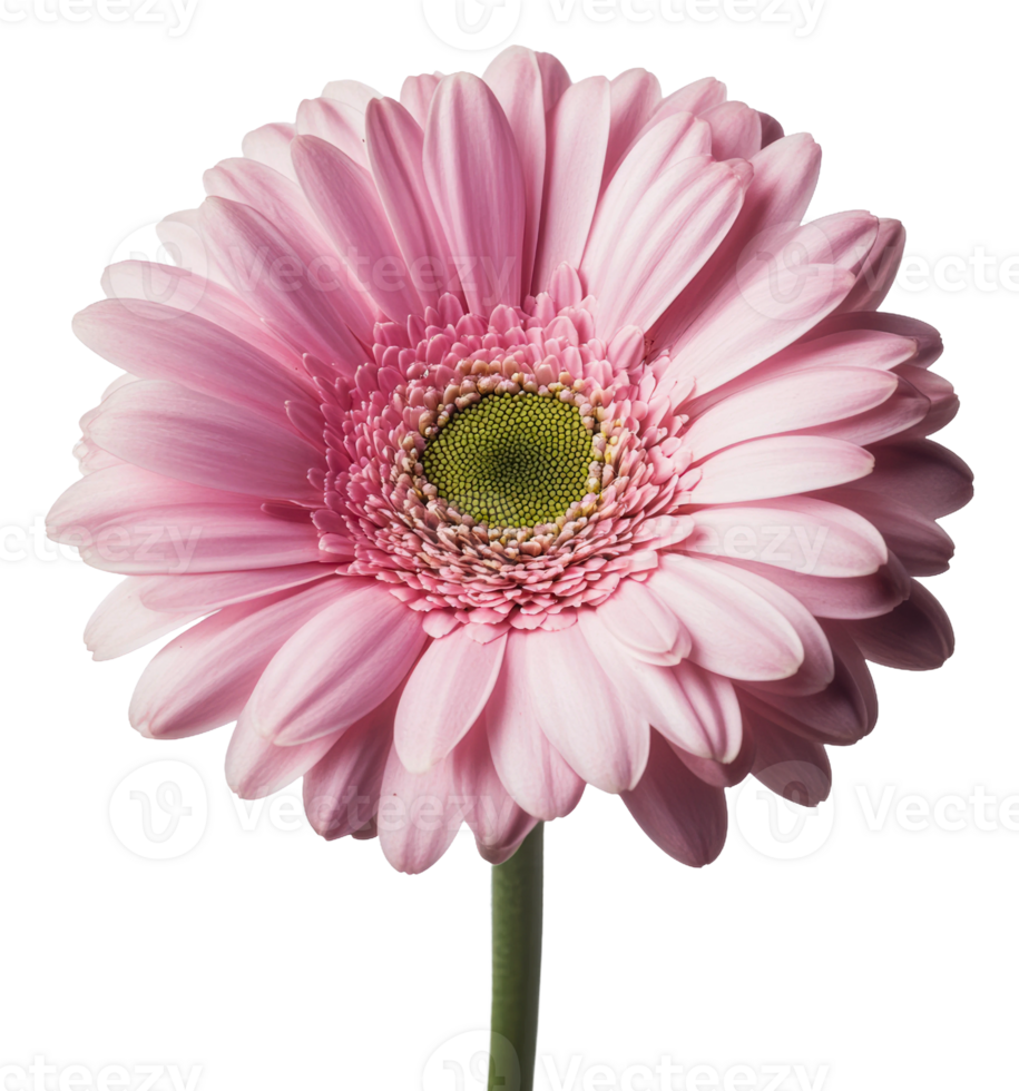 Delicate pink flower blooms in sunlight, cut out - stock . png