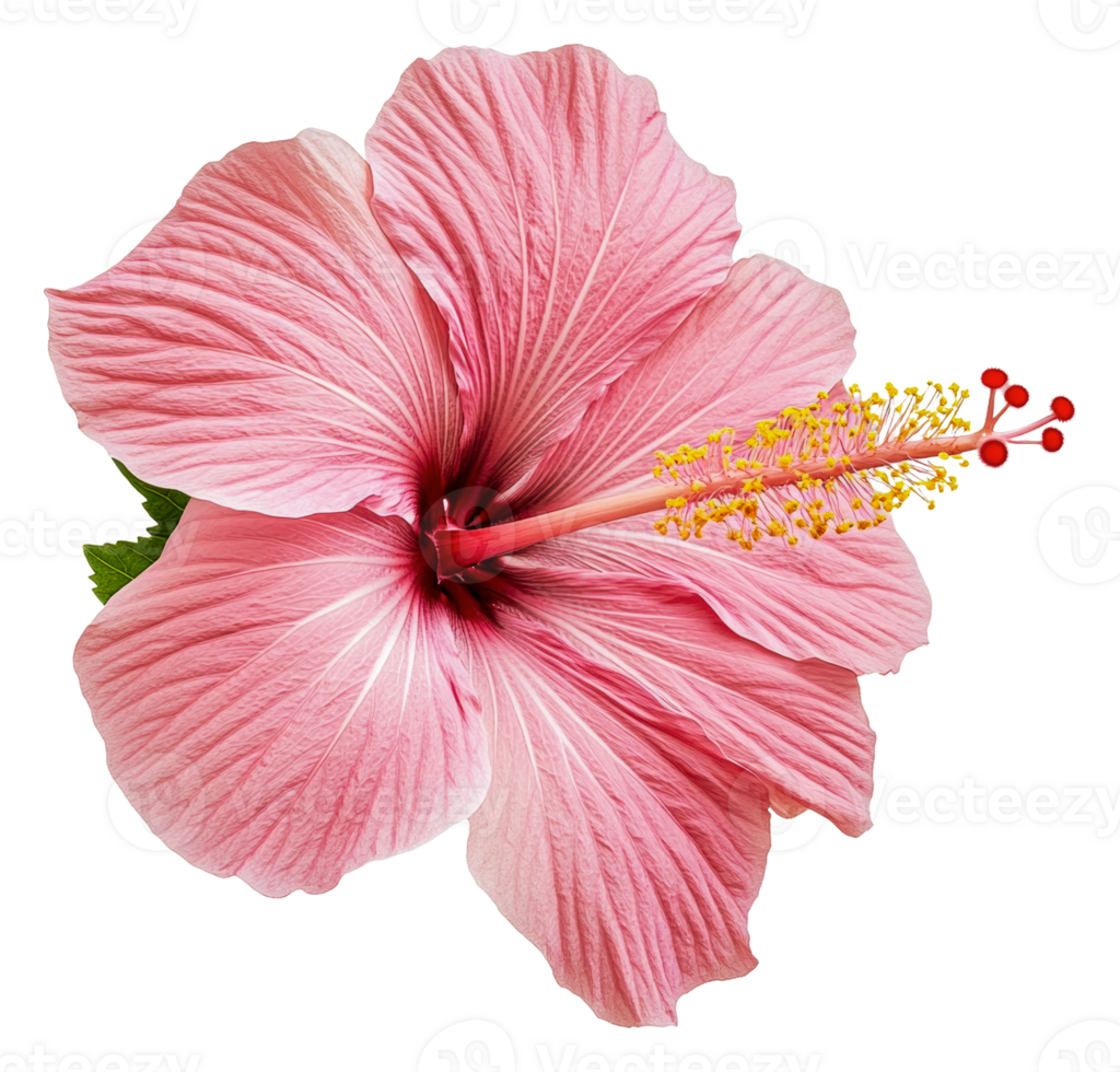 Pink hibiscus flower blooming in sunlight, cut out - stock . png