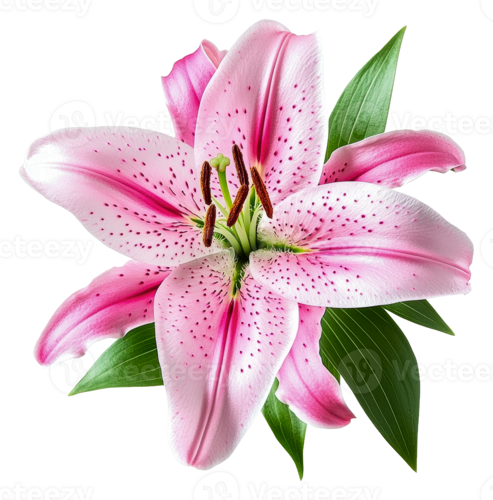 Beautiful pink lily with green leaves in bloom, cut out - stock . png
