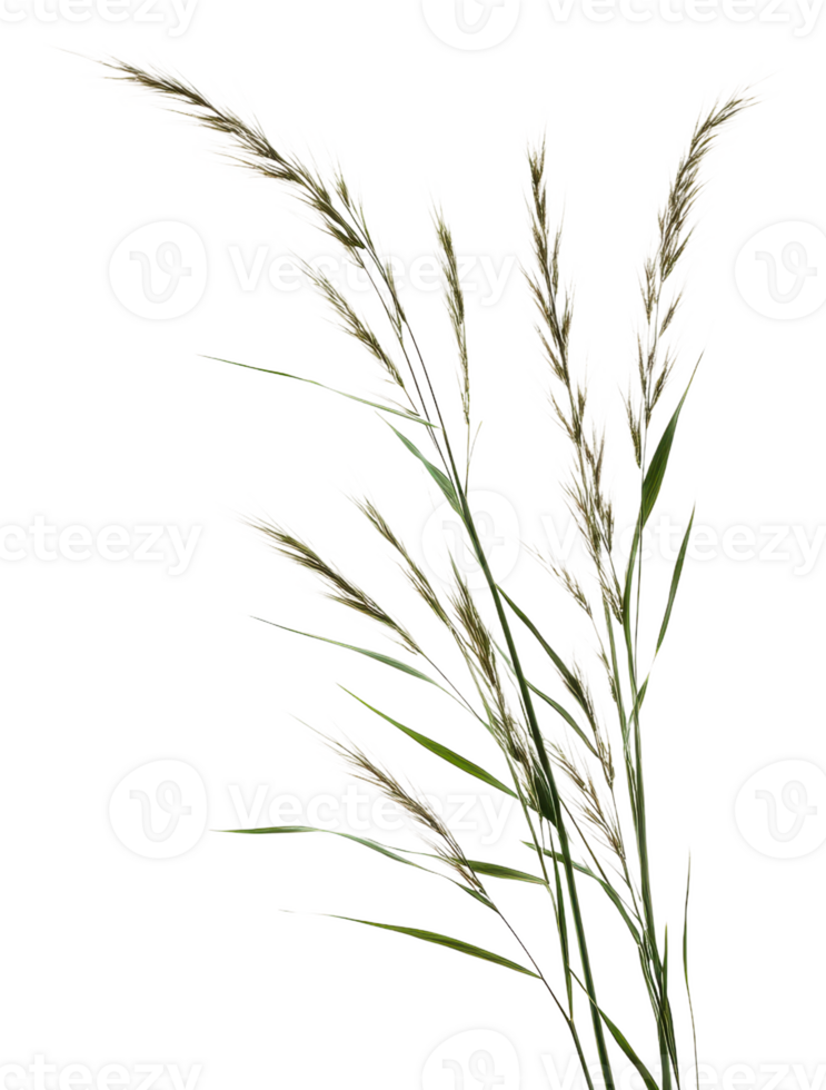 Tall grass on white background, cut out - stock . png