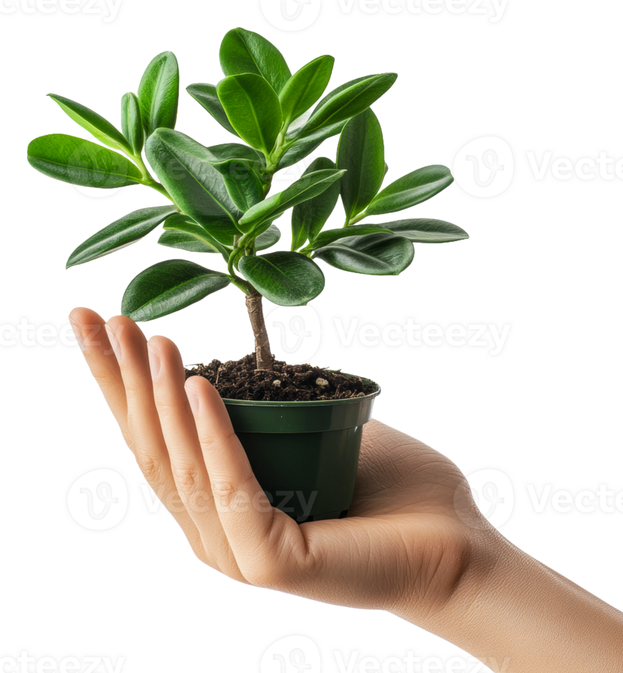 Caring for a small green plant in a hand, cut out - stock . png