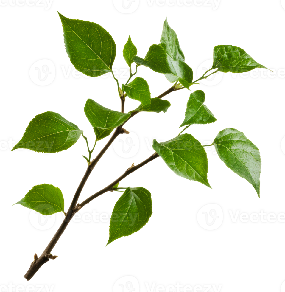 Green leaves on a branch, white background, cut out - stock . png