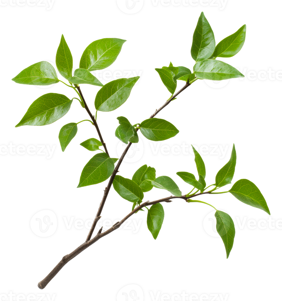 Green leaves on a branch captured in natural light, cut out - stock . png