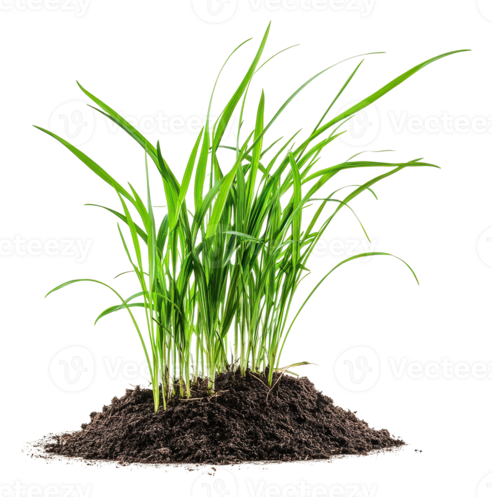 Fresh green grass growing from rich soil indoors, cut out - stock . png