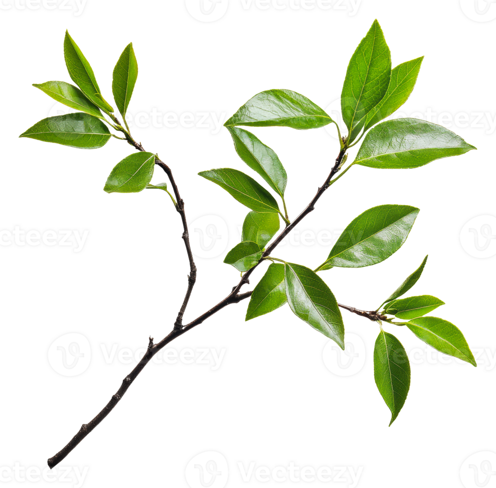Green branch with leaves on white, cut out - stock . png