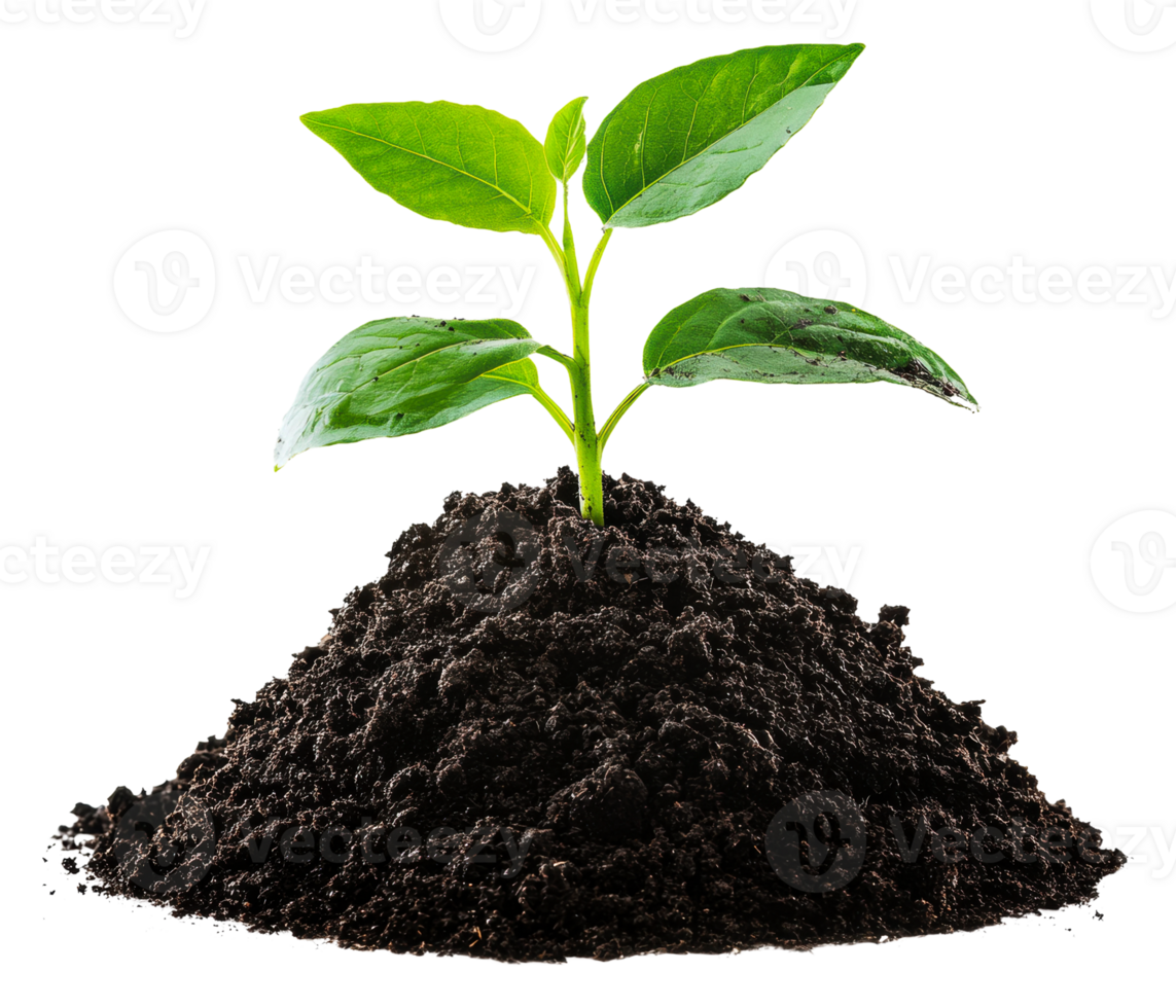 Young green plant growing in fresh dark soil, cut out - stock . png