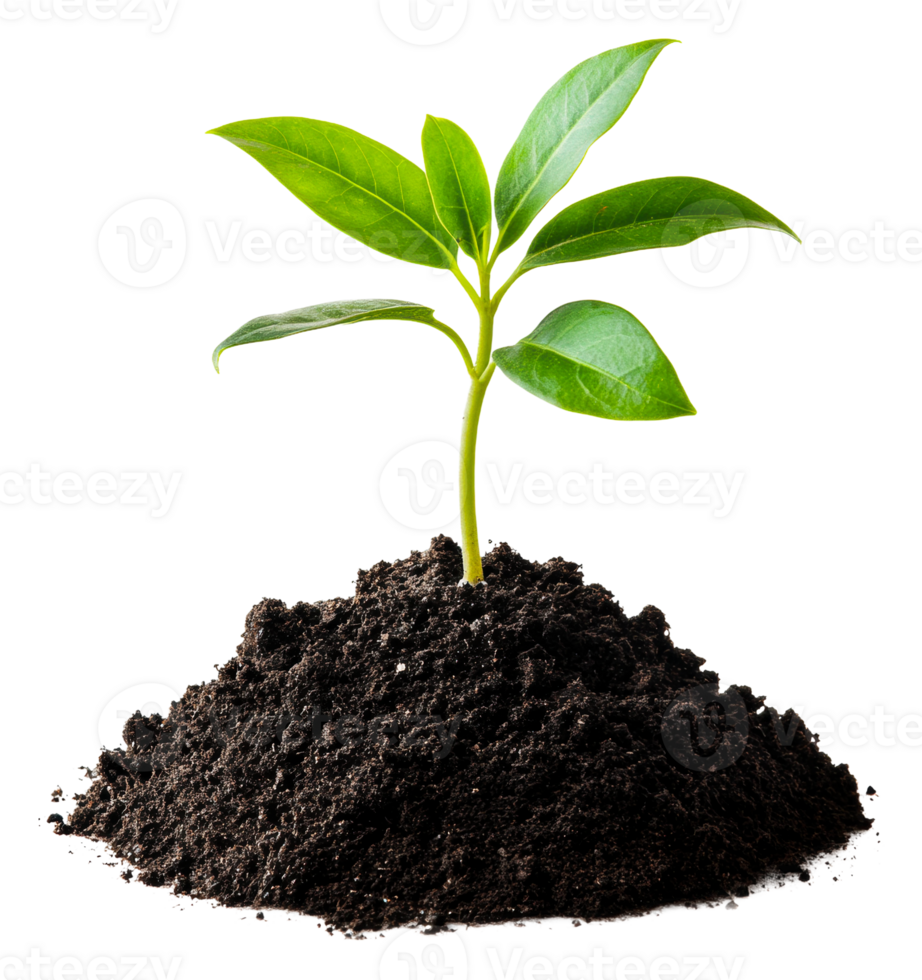 Young green plant growing from rich dark soil, cut out - stock . png