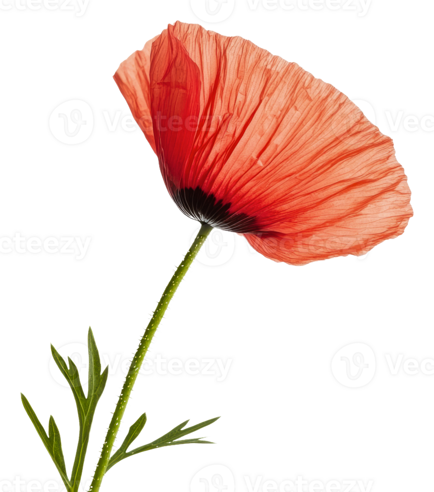Red poppy on white background, cut out - stock . png