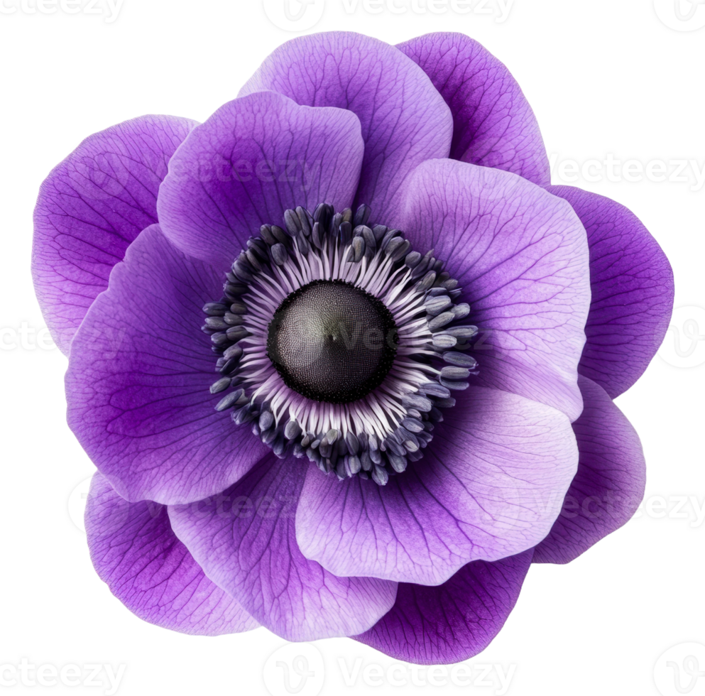 Purple flower blooms in spring sun, cut out - stock . png