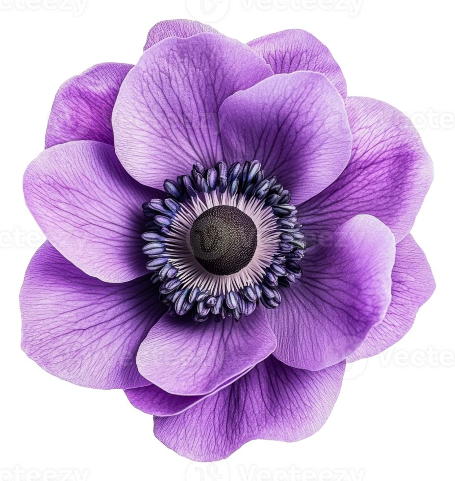 Intricate purple anemone flower, cut out - stock . png