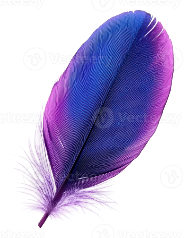 Vivid purple and blue feather, cut out - stock . png