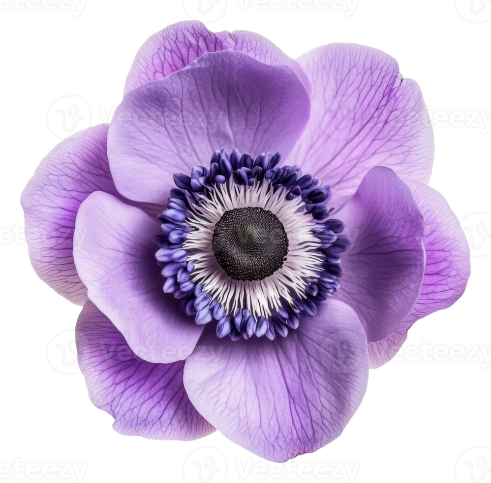 Delicate purple flower in bloom, cut out - stock . png
