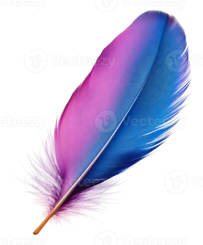 Beautiful pink and blue feather captured in detail, cut out - stock . png