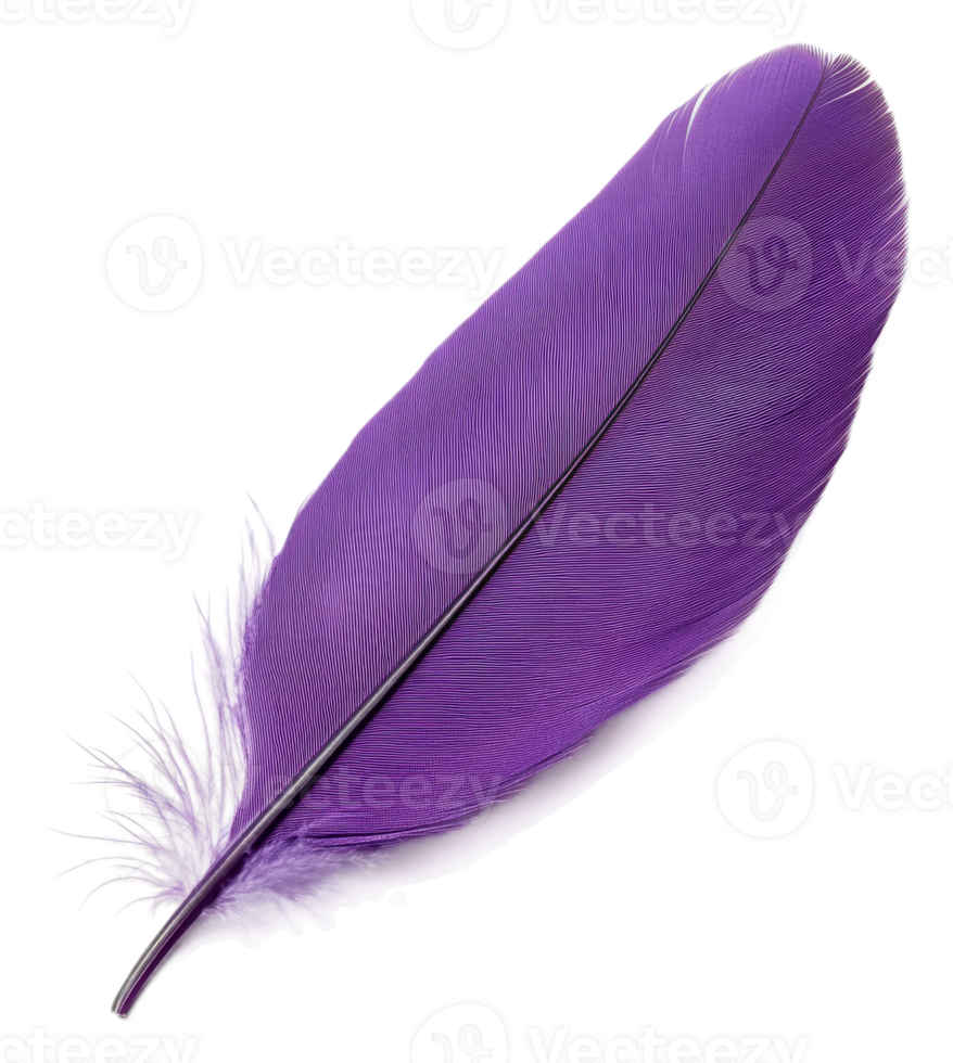 Purple feather resting on a light surface, cut out - stock . png