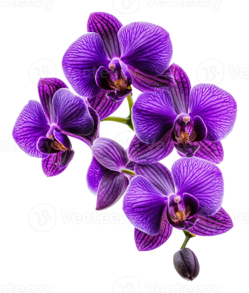 Purple orchids in full bloom on a white background, cut out - stock . png