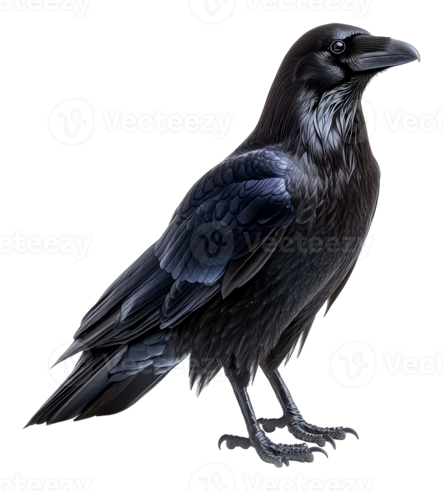 Black raven standing gracefully on a surface, cut out - stock . png