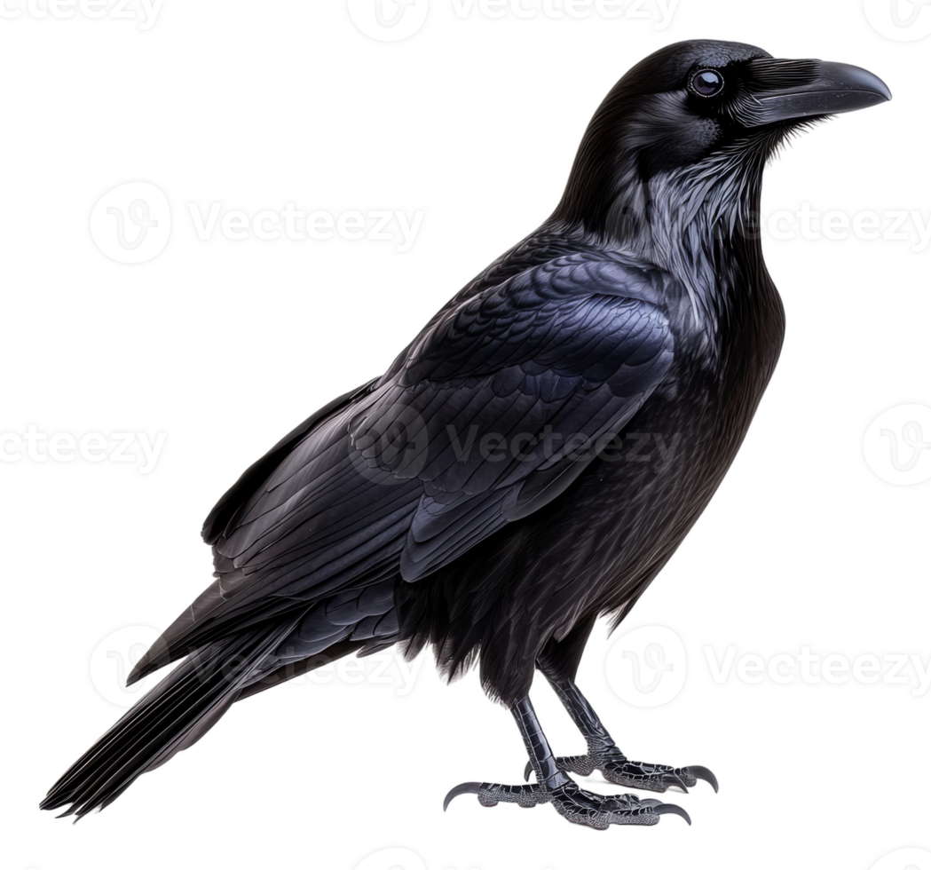 Raven poised elegantly on a surface, cut out - stock . png