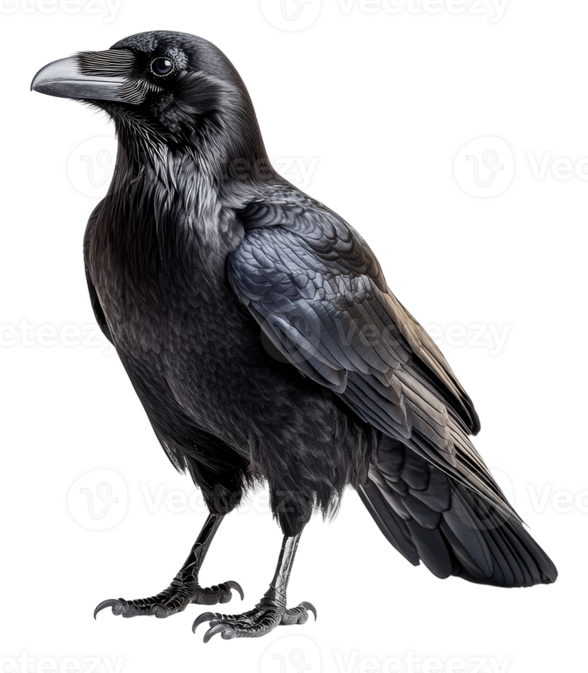 Detailed view of a majestic raven standing proudly, cut out - stock . png