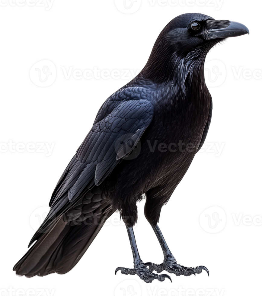 A raven stands on a branch in a forest setting, cut out - stock . png