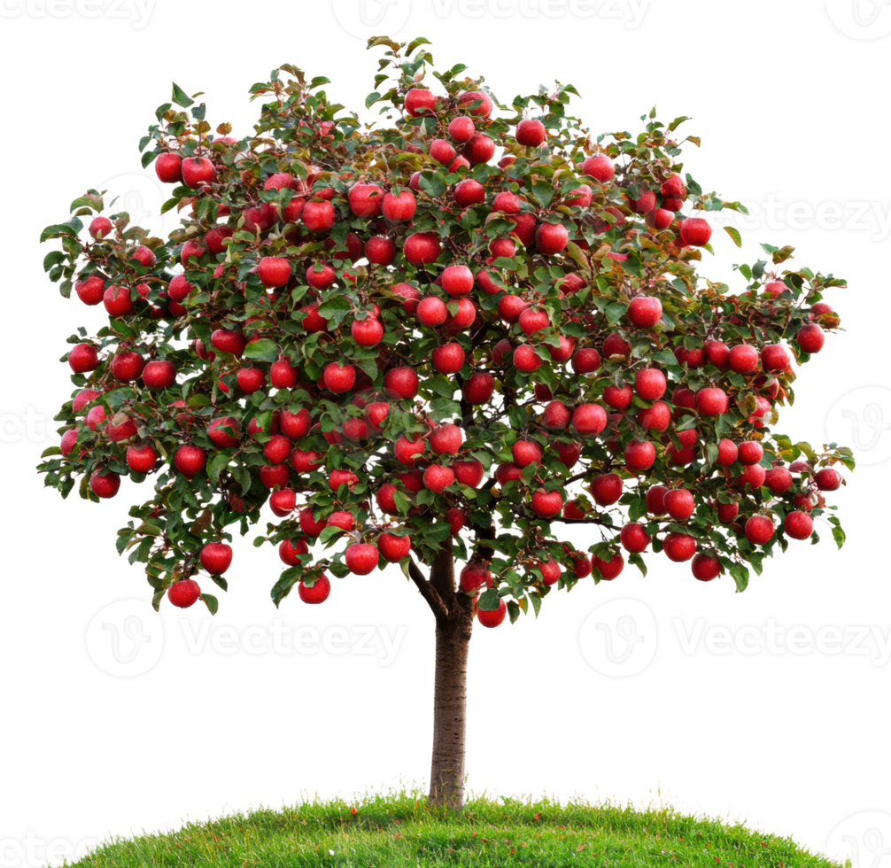 Ripe red apples on an autumn tree, cut out - stock . png