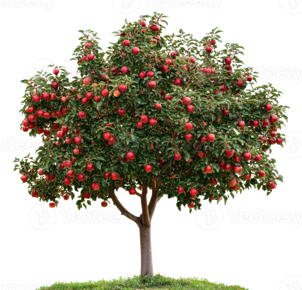 Apple tree laden with ripe fruit in late summer, cut out - stock . png
