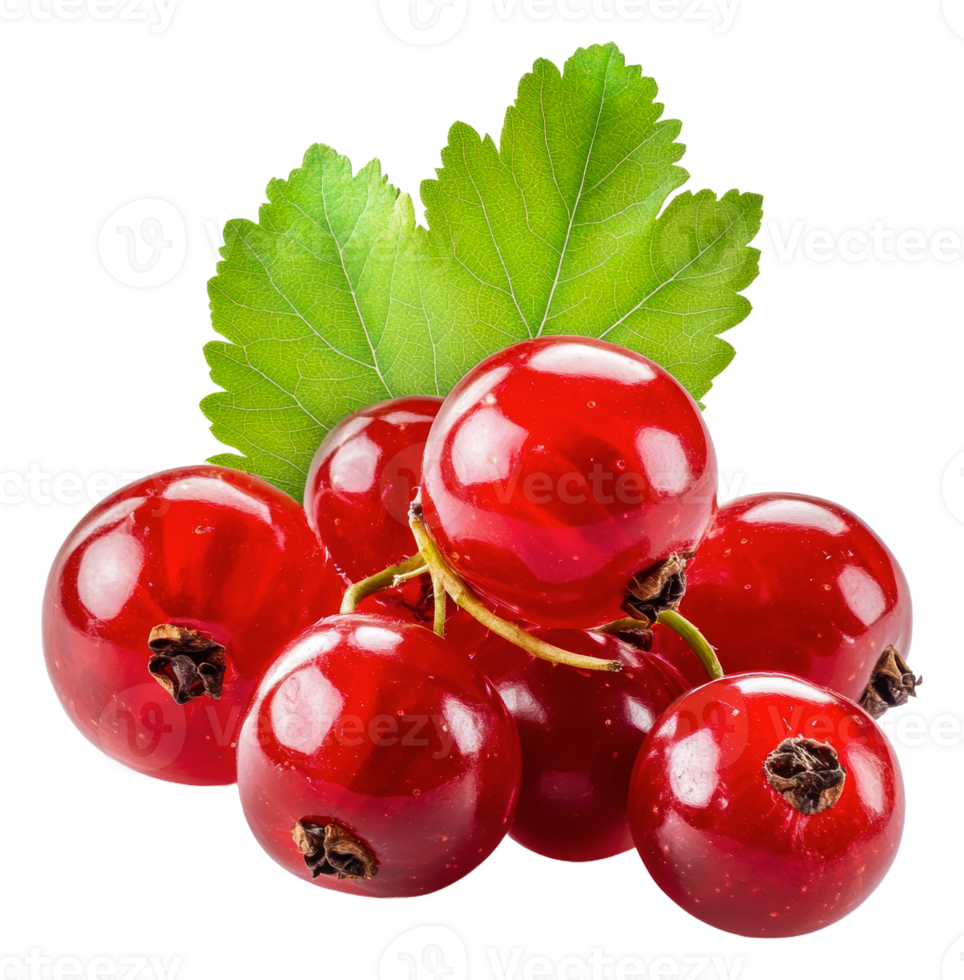 Fresh red currants with green leaves on display, cut out - stock . png