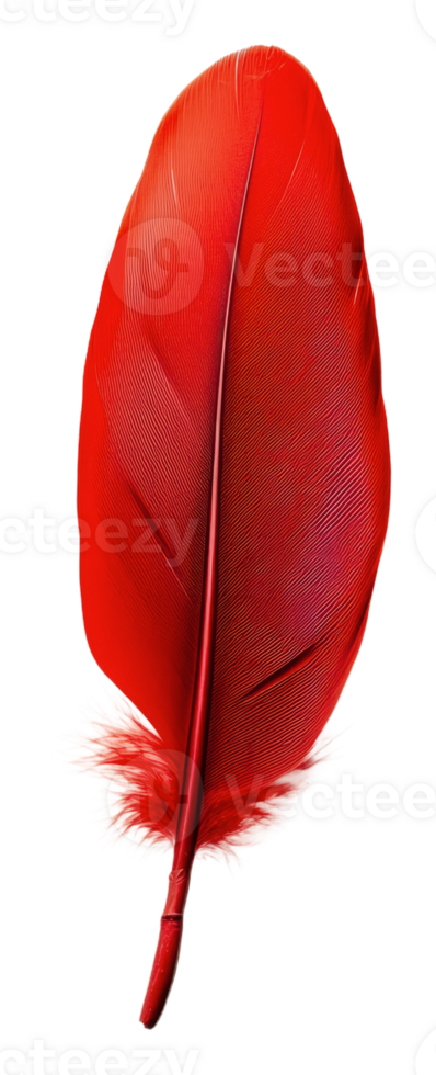 Red feather on a white background, cut out - stock . png