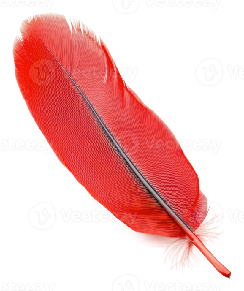 Bright red feather resting on a white surface, cut out - stock . png