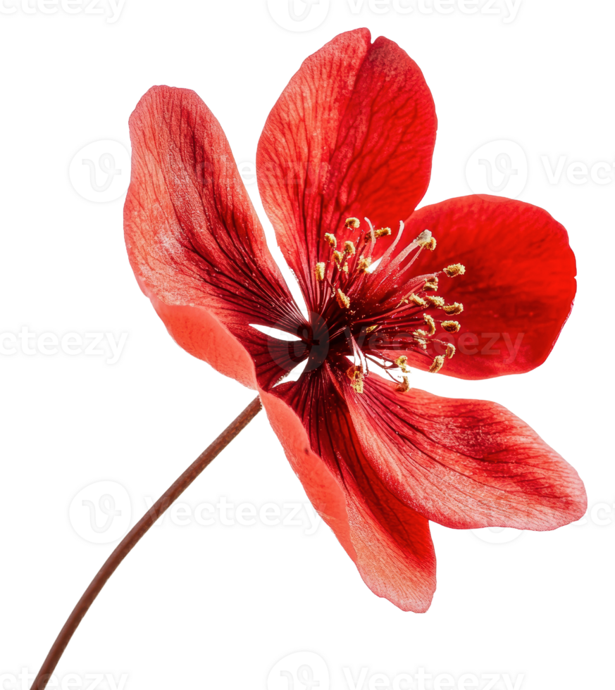 Red flower with delicate petals, cut out - stock . png