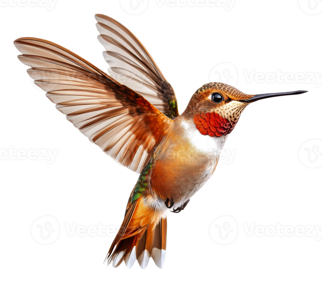 Hummingbird in flight near vibrant flower garden, cut out - stock . png