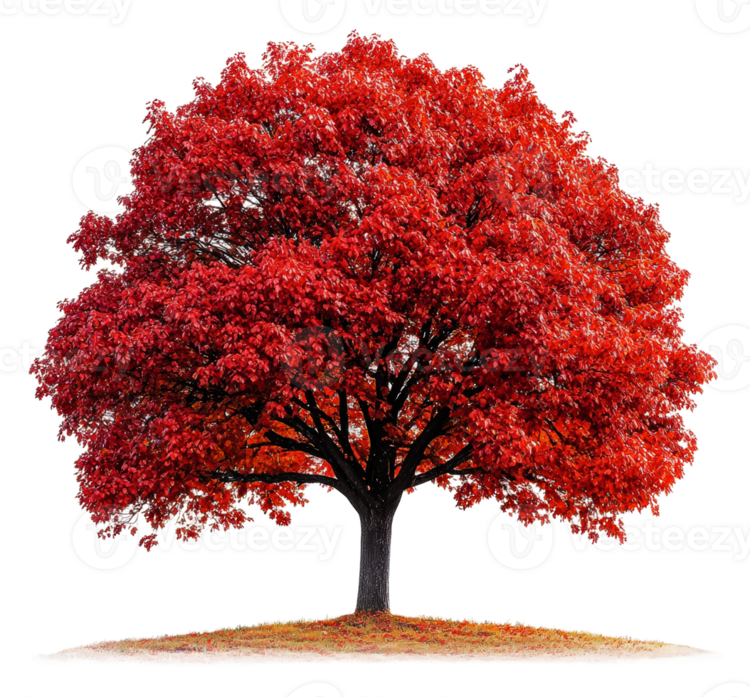 Vibrant red tree standing alone in a grassy field, cut out - stock . png