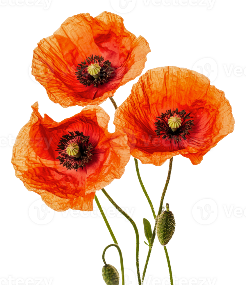 Bright orange poppies in spring, cut out - stock . png